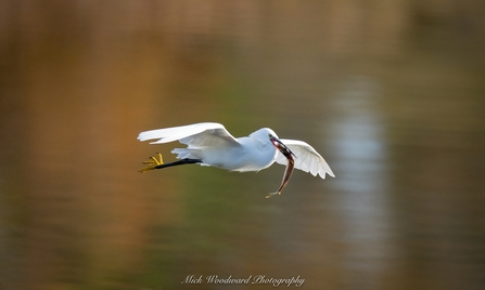 Little Egret © Mick Woodward 2020