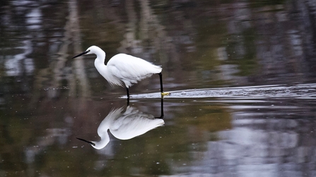 Little Egret © Mark Dinnage 2020