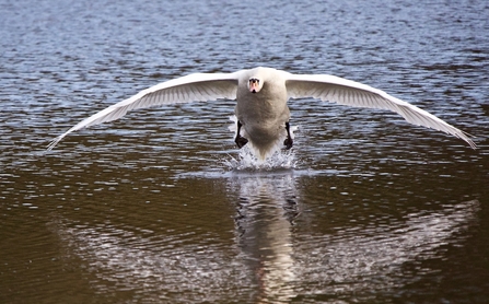 Mute Swan © Mark Dinnage 2020