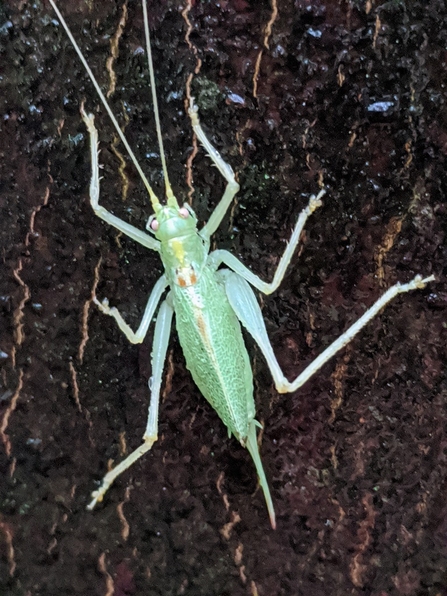 Oak Bush Cricket © Janet Heppenstall 2020