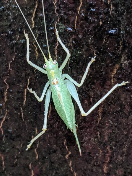 Oak Bush Cricket © Janet Heppenstall 2020