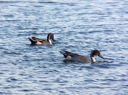Pintails © Richard Scott 2020