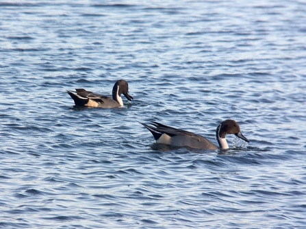 Pintails © Richard Scott 2020