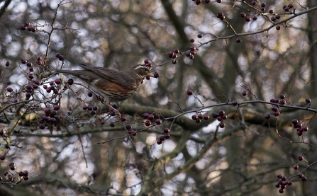 Redwing © Lesley Wilson 2020