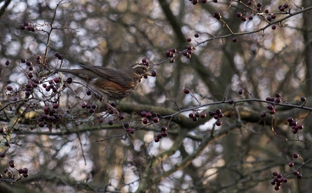 Redwing © Lesley Wilson 2020