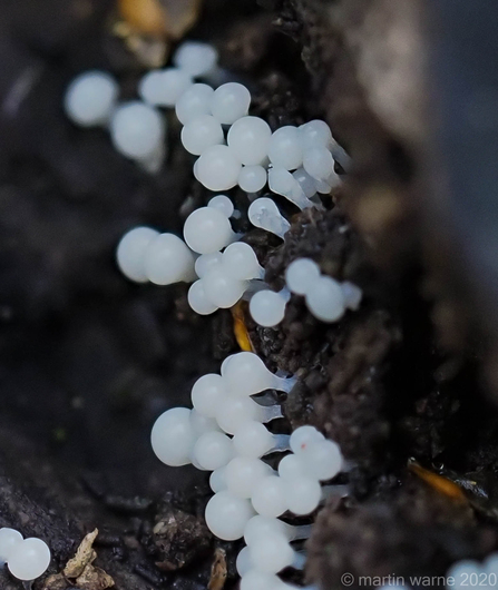Slime Mould (Trichia persimilis?) © Martin Warne 2020