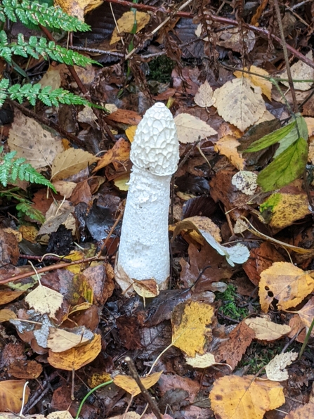 Stinkhorn fungus © Janet Heppenstall 2020