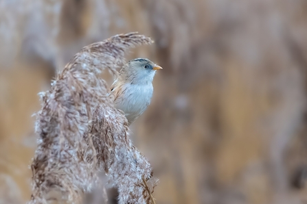 female Bearded Tit © Darren Ward 2020