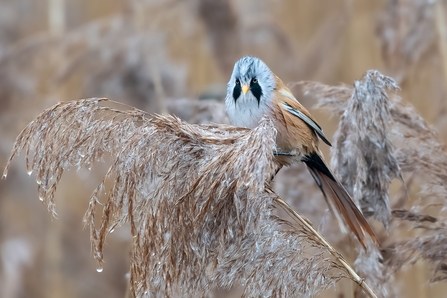 male Bearded Tit © Darren Ward 2020