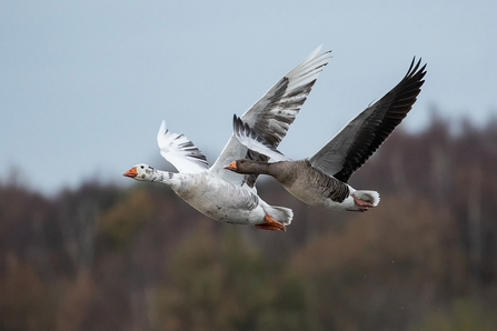 white Greylag Goose © Adrian Andruchiw 2020