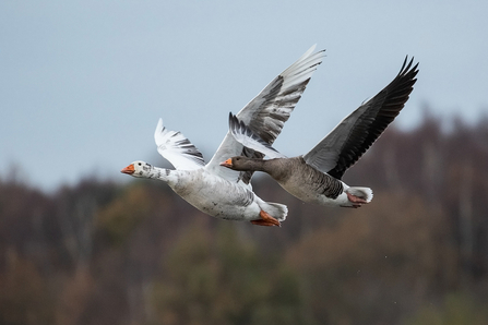 white Greylag Goose © Adrian Andruchiw 2020