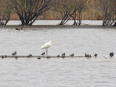 Great White Egret © Paul Paddock 2020