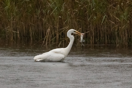 Great White Egret © Adrian Andruchiw 2020