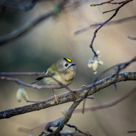 Goldcrest © Carol Hall 2020