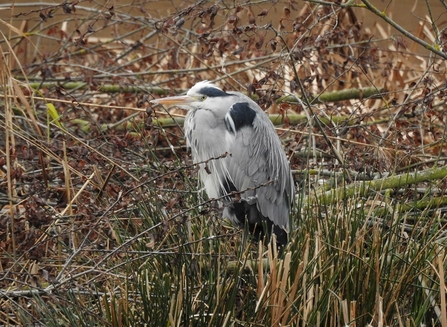 Grey Heron © Richard Scott 2020