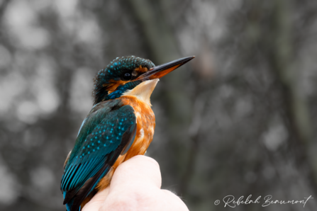 Kingfisher © Rebekah Beaumont 2020