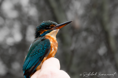 Kingfisher © Rebekah Beaumont 2020