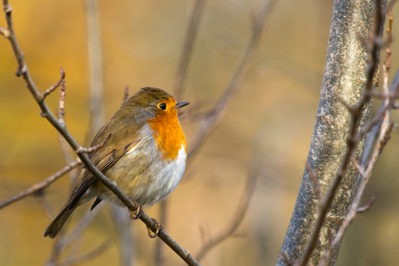 Robin © Derek Parker 2020
