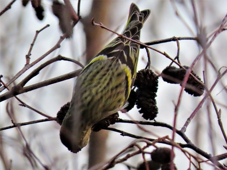 Siskin © David Shaw 2020