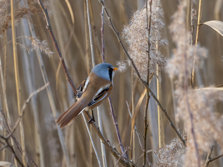 male Bearded Tit © Paul Paddock 2020