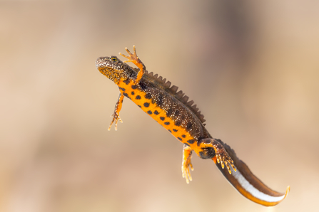 A photograph of a great crested newt, swimming in water. You can see the white stripe of it's tail and it's orange underside.