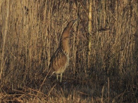 Bittern © Darren Wozencroft 2021