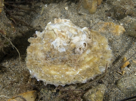 A common oyster, covered in seaweed and barnacles