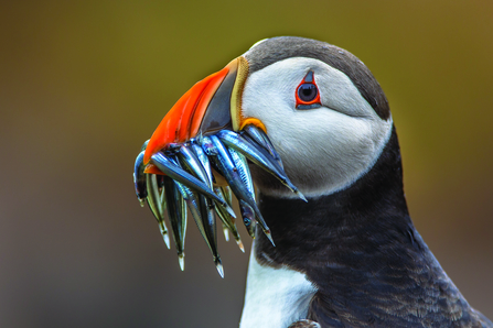A closeup, profile photograph of a puffin. Its colour red, orange and blue bill is full of sand eels.