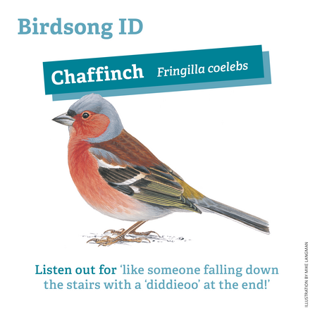 Chaffinch birdsong ID