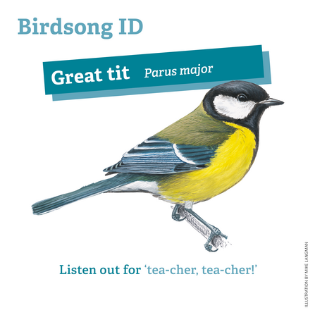 Great tit birdsong ID: tea-cher tea-cher