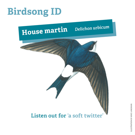 House martin birdsong ID