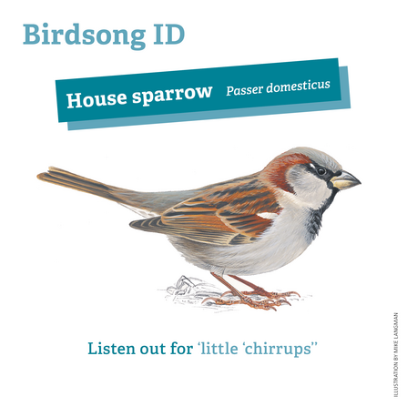 House sparrow birdsong ID