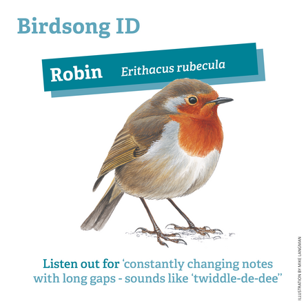 Robin birdsong ID