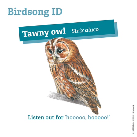 Tawny owl birdsong ID