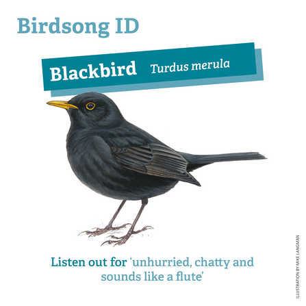 Blackbird birdsong