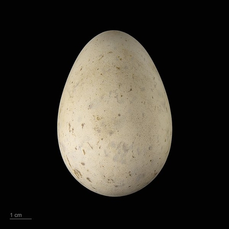 A smooth, slightly mottled egg that is a white/beige colour