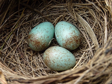 Blackbird eggs