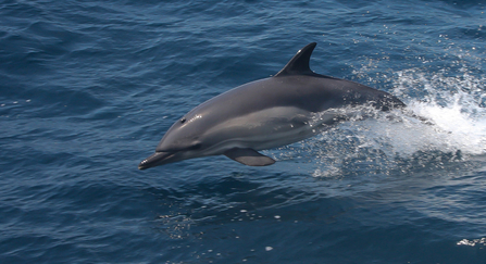 Common Dolphin (C) Mike Snelle