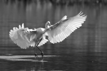 Great White Egret © Barry Wardley 2021