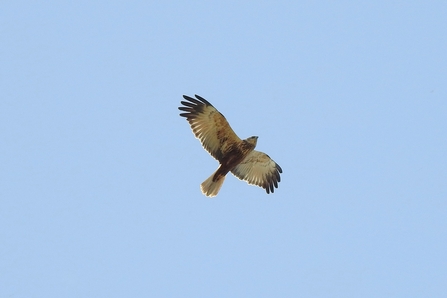 male Marsh Harrier © Richard Scott 2021