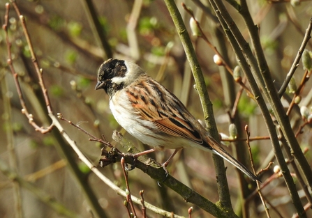 male Reed Bunting © Richard Scott 2021