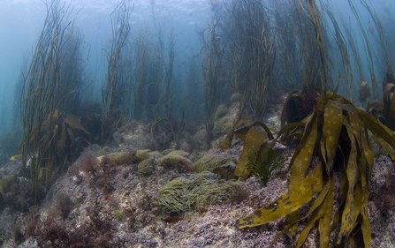 Thongweed snakelocks kelp (c) Paul Naylor