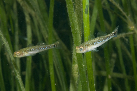 Two spotted gobies in eelgrass (C) Paul Naylor www.marinephoto.co.uk