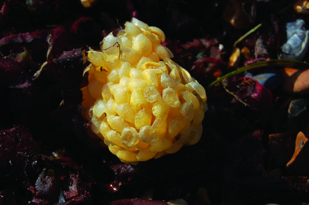 A yellow sphere made up of indvidual pieces - looks slightly like a pineapple. The shape is on the seabed. 
