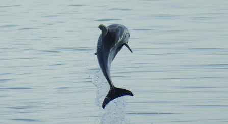 White Beaked Dolphin (C) Stuart Baines