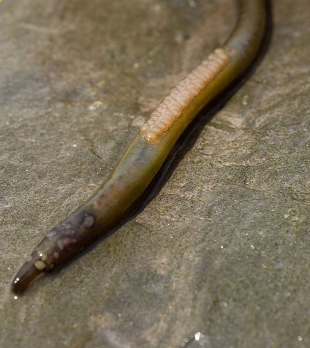 A long, thin and slimy grey-brown worm with two rows of small pinky eggs resting on it's back