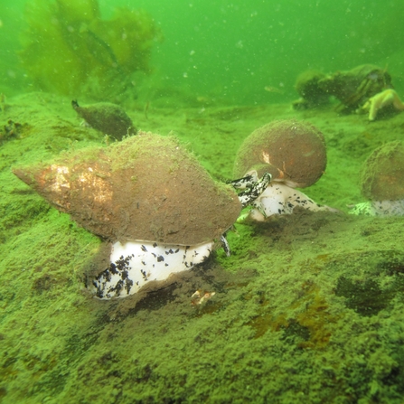 Snail-type creatures with white bodies and brown shells on the seabed