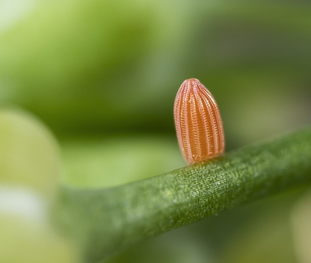 A thumb-shaped orange egg with bumpy, ridged edges