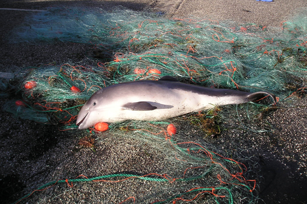 Dead porpoise tangled in a gillnet