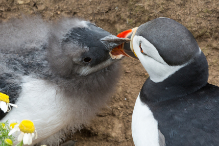 puffin (C) Charles Thody Wildlife Images